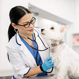 Female veterinarian examining a dog