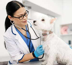 Veterinarian examining a small dog.