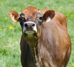 Cow in a field with a tag in her ear