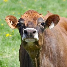 Cow with a tag in its ear.