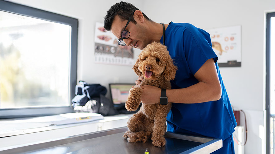 SBA Loan for Veterinarian Business Funding and Financing