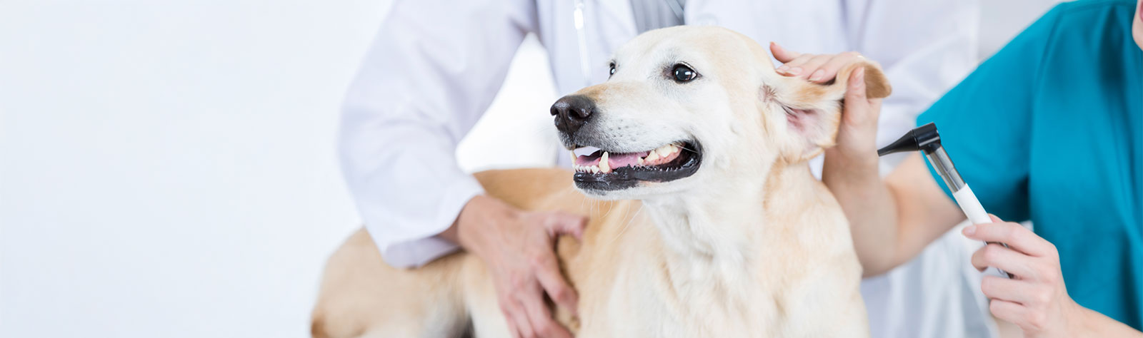 Veterinarian SBA Loan Case Study from First Bank of the Lake  - A Top 15 SBA Lender