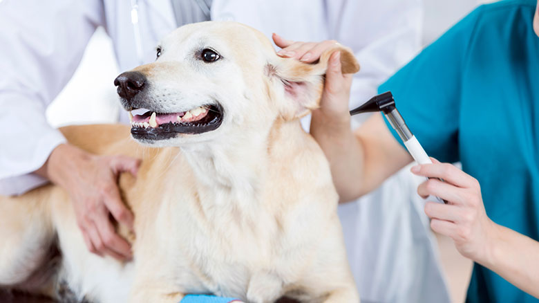 Veterinarian SBA Loan Case Study from First Bank of the Lake  - A Top 15 SBA Lender